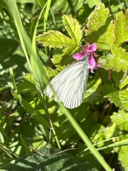 Pieris marginalis