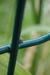 Coleoptera