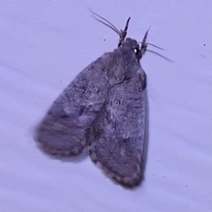 Dasychira mescalera