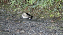 Hydropsalis cayennensis