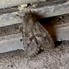 Dasychira mescalera