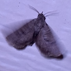 Dasychira mescalera