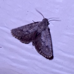Dasychira mescalera