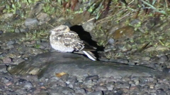 Hydropsalis cayennensis