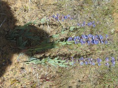 Penstemon pachyphyllus congestus