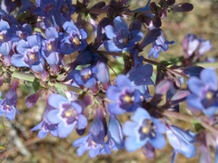 Penstemon pachyphyllus congestus