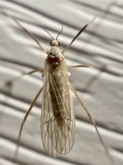 Chioneinae