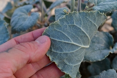 Anulocaulis leiosolenus