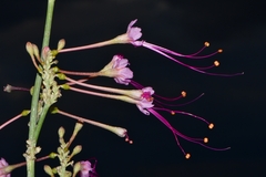 Anulocaulis leiosolenus