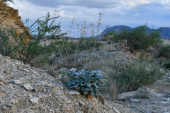 Anulocaulis leiosolenus