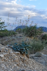 Anulocaulis leiosolenus