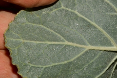 Anulocaulis leiosolenus