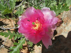 Opuntia aurea