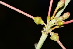 Anulocaulis leiosolenus