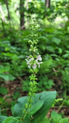 Stachys nuttallii