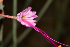 Anulocaulis leiosolenus