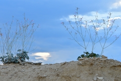 Anulocaulis leiosolenus