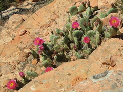 Opuntia aurea