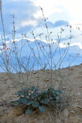 Anulocaulis leiosolenus