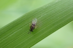 Encyrtinae