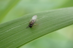 Encyrtinae