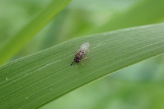 Encyrtinae