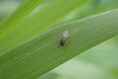 Encyrtinae
