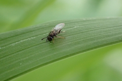Encyrtinae