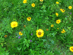 Helenium scorzonerifolium