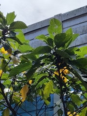 Ficus benguetensis