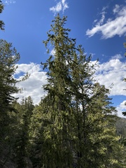Pinus longaeva