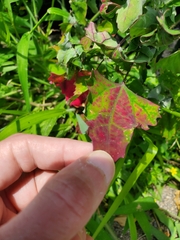 Norvellina chenopodii