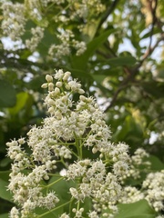 Ehretia tinifolia