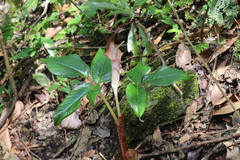 Arisaema lobatum