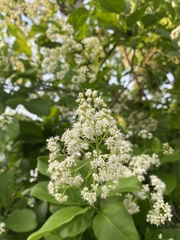 Ehretia tinifolia