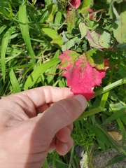 Norvellina chenopodii