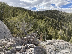 Cercocarpus ledifolius