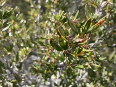 Cercocarpus ledifolius