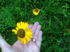 Helenium scorzonerifolium