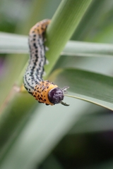 Euura salicis