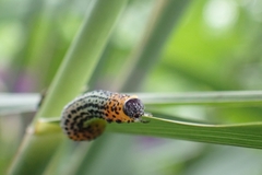 Euura salicis