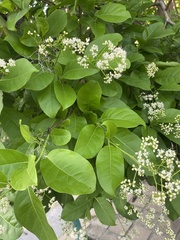 Ehretia tinifolia