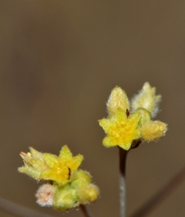 Eriogonum havardii