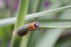 Euura salicis
