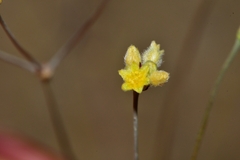 Eriogonum havardii
