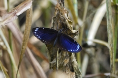 Euploea tulliolus koxinga