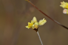 Eriogonum havardii