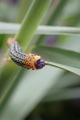 Euura salicis