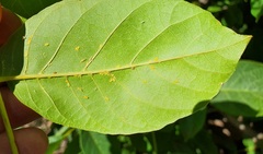 Chromaphis juglandicola