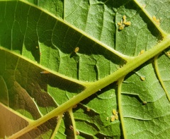 Chromaphis juglandicola